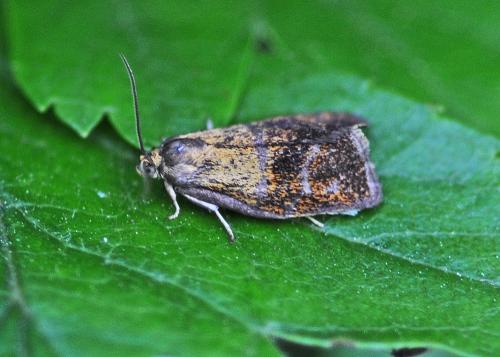 Réf. 323 830 : Ptycholoma lecheana
